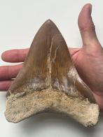 Reusachtige megalodon tand 14,7 cm - Fossiele tand -