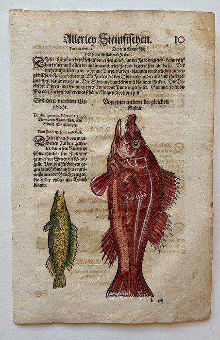 Conrad Gesner - Fischbuch - 1598, Antiek en Kunst, Antiek | Boeken en Manuscripten