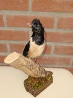 Roze spreeuw Support de corps entier pour taxidermie -, Nieuw