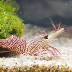 Rhynchocinetes Durbanensis (Dansgarnaal), Animaux & Accessoires, Poissons | Poissons d'aquarium