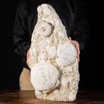 Fossiele schelpen uit Saint-Jacques - Gefossiliseerd dier -, Verzamelen, Mineralen en Fossielen