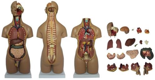 Anatomisch model torso 55 cm, 20-delig ST-ATM 51, Divers, Matériel Infirmier, Envoi