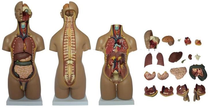 Anatomisch model torso 55 cm, 20-delig ST-ATM 51, Diversen, Verpleegmiddelen, Verzenden