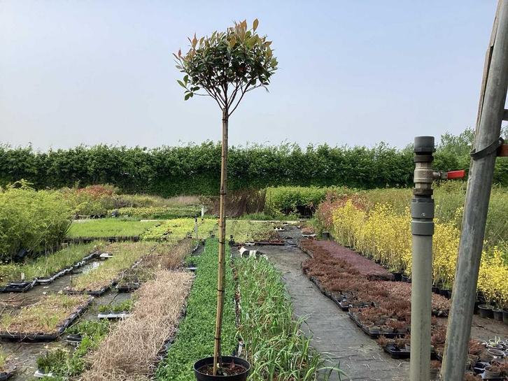 Sierstam - Photinia (x1), Jardin & Terrasse, Plantes | Arbres