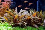 Cryptocoryne Brown  Limited Edition - In Vitro, Nieuw, Verzenden