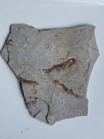 Vis - Gefossiliseerd dier - Lycoptera - 23 cm - 26 cm