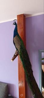 Indische Blauwe Pauw, met volle staart Taxidermie volledige, Nieuw
