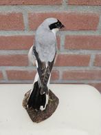 Klapekster/of blauwe klauwier Taxidermie volledige montage -, Nieuw
