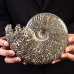 Madagascar Treasure: Jurassic fossiele schelp. Taxidermie