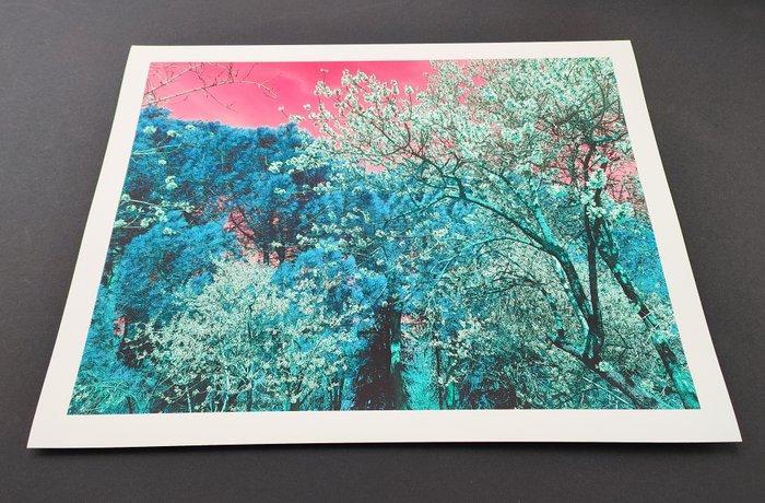 Viet Ha Tran - Nature and Seasons III, Antiek en Kunst, Kunst | Designobjecten