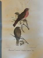 Jaubert - Richesses ornithologiques du midi de la France -