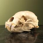 Maleise Beer Schedel Taxidermie Opgezette Dieren By Max, Ophalen of Verzenden, Nieuw, Wild dier, Opgezet dier