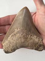 Megalodon tand 11,3 cm - Fossiele tand - Carcharocles