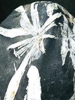 Pierre de chrysanthème unique - Œuvre dart naturelle Très