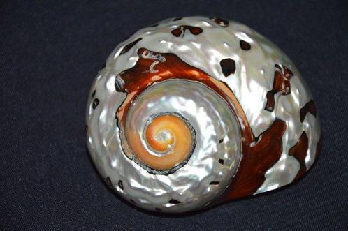 Zeeslak Zeeschelp - TURBO SARMATICUS (Zonder Minimumprijs), Verzamelen, Dierenverzamelingen