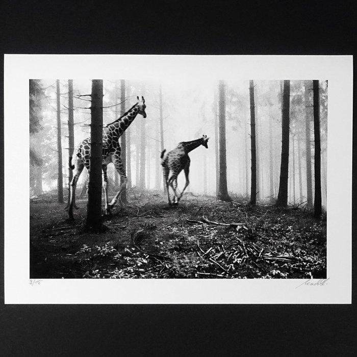 Frank Machalowski - tierwald#11, Antiek en Kunst, Kunst | Designobjecten