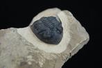 Trilobiet - Gefossiliseerd dier - Hollardops mesocristata, Verzamelen, Mineralen en Fossielen