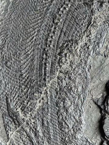 Mooie en zeldzame exemplaren! - Gefossiliseerd dier -