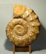 Ammonite de 38 cm avec de superbes motifs de suture - Animal, Verzamelen