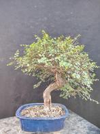 Bonsaï dorme chinois Ulmus Parviflora (Bonsaï de