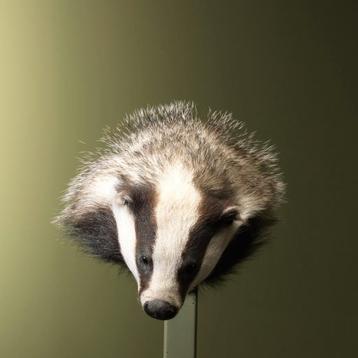 Das Taxidermie Opgezette Dieren By Max beschikbaar voor biedingen