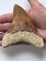 Megalodon-tand 11,7 cm - Fossiele tand - Carcharocles