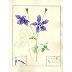 Clarence Bicknell (1842-1918) - Athragene alpina - botanical, Antiquités & Art