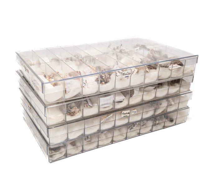 Klein en fijn torenschneckenverzameling. Skelet - Trochidae, Verzamelen, Dierenverzamelingen