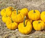 Yellow Jacket F1 PMT pompoen Kleine geplooide 250 zaden, Huis en Inrichting, Nieuw