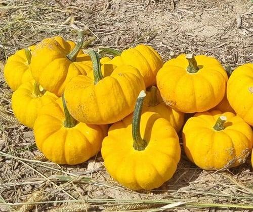 Yellow Jacket F1 PMT pompoen Kleine geplooide 250 zaden, Maison & Meubles, Accessoires pour la Maison | Plantes & Fleurs artificielles