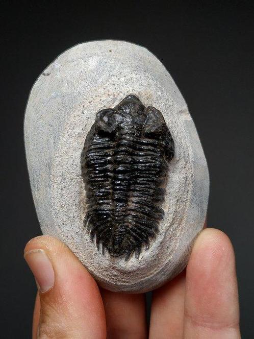 Trilobiet - Fossiele plaatmatrix - Metacanthina barrandei -, Verzamelen, Mineralen en Fossielen