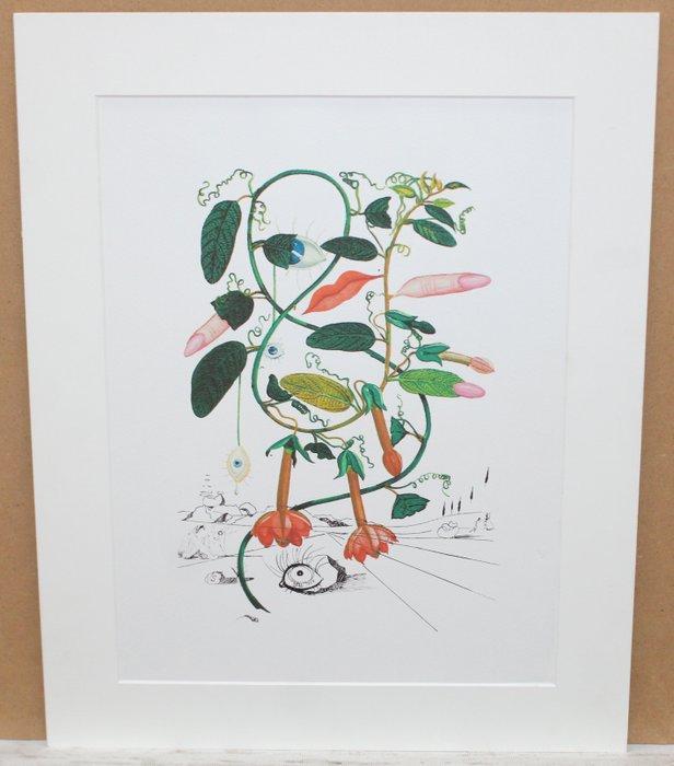 Salvador Dali (1904-1989) - Cobea (Pisum Sensuale), Antiquités & Art, Antiquités | Autres Antiquités