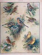 Roland Green - 16 School Posters of Birds - 1950, Antiek en Kunst
