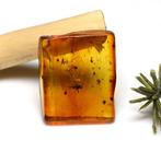 Baltisch amber - met gedetailleerde Sciaridae