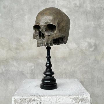 Beeld, NO RESERVE PRICE - Stunning human skull statue on a