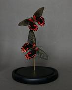 Vlinder Taxidermie volledige montage - Papilio rumanzovia -, Verzamelen, Nieuw