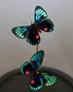 Vlinder Taxidermie volledige montage - Necyria duellona - 20, Verzamelen, Dierenverzamelingen, Nieuw