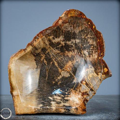 Natuurlijke Grote Gefossiliseerde Houten Kom uit Indonesië-, Verzamelen, Mineralen en Fossielen