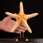 Natural Marine Stervis Pentaceraster zeester op decoratieve