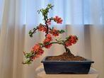 chaenomeles superba red trail bonsai in bonsaischaal -