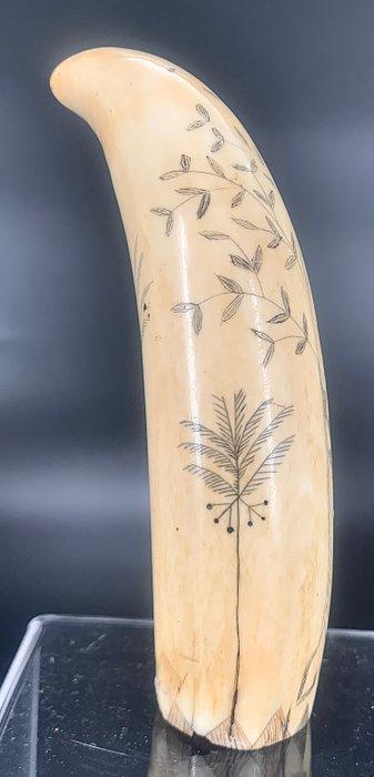 Scrimshawed Walrus tusk - walrus tand, Antiek en Kunst, Curiosa en Brocante