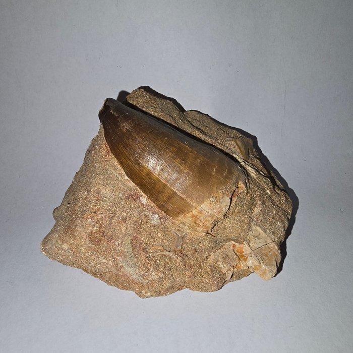 . Marokko - Khouribga Préhistorische Mosasaurustand -, Postzegels en Munten, Munten | Nederland