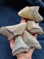 Megalodon - Fossiele tand (Zonder minimumprijs), Verzamelen