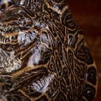 Schildpadschild op Houten Basis - Pantser - Trachemys, Nieuw