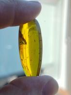 Barnsteen - Cretaceous Amber with Remarkably Long Hair-like