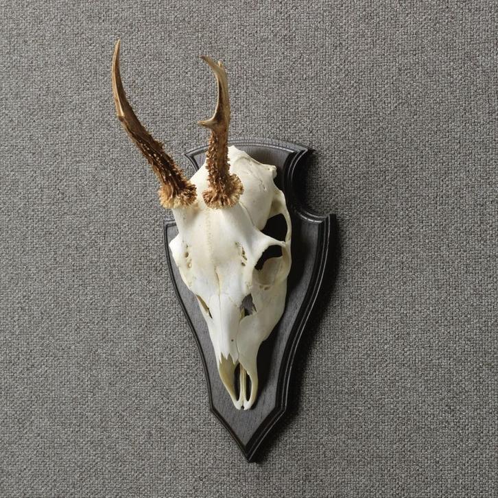 Reebok Schedel Taxidermie Opgezette Dieren By Max, Verzamelen, Dierenverzamelingen, Opgezet dier, Nieuw, Wild dier, Ophalen of Verzenden