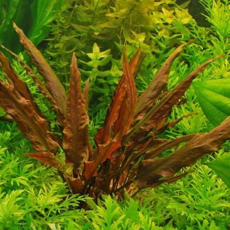 Cryptocoryne wendtii var. red (rubella) .- In Vitro, Dieren en Toebehoren, Vissen | Aquaria en Toebehoren, Nieuw, Verzenden