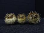 Three Large Porcupine Fishes Taxidermie volledige montage -