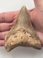 Megalodon tand 10,8 cm - Fossiele tand - Carcharocles
