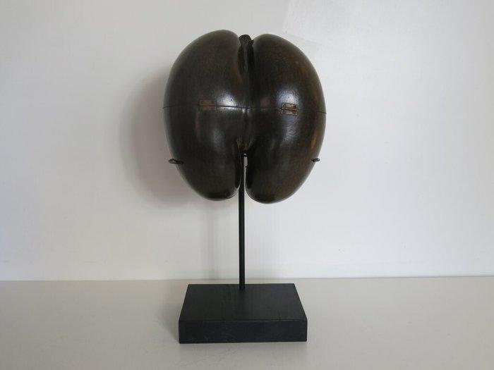 Sea Coconut – Coco de Mer 30x29x16 on custom made stand -, Verzamelen, Dierenverzamelingen